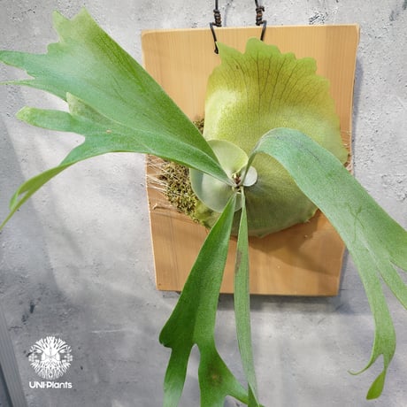 ビカクシダハイブリッド | STORES