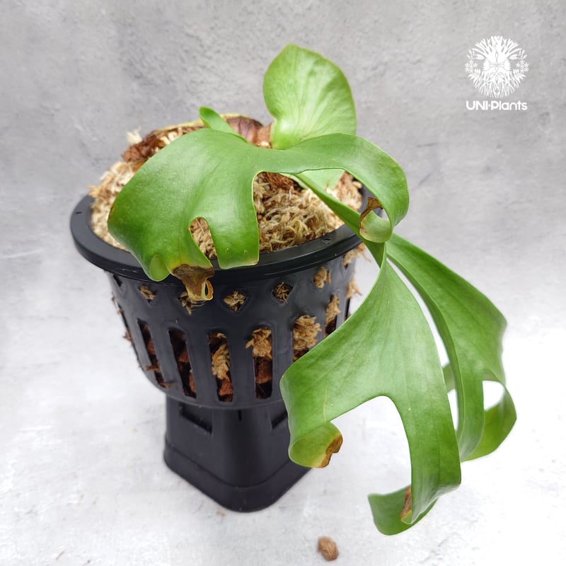 ビカクシダ コロナリウム Platycerium coronarium⑮ Platycerium coronarium ビカクシダ コロナリウム ビカクシダ原種 Pl