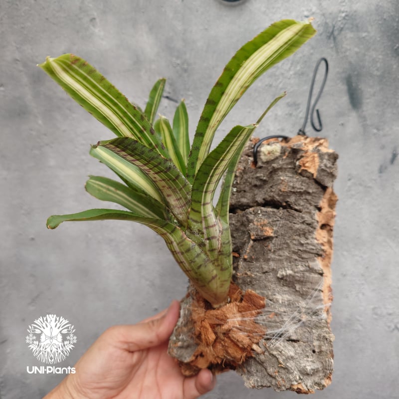 Neoregelia 'Palmares' ネオレゲリア・パルマレス ネオレゲリア Neore