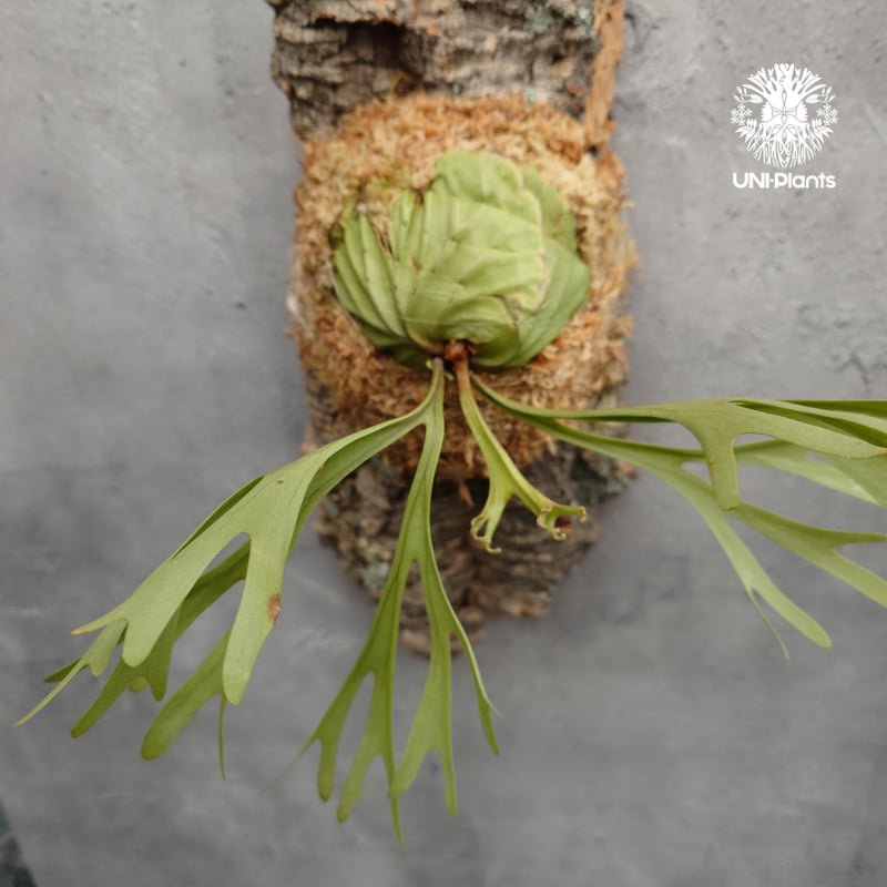 Platycerium ridleyi Pakarang ビカクシダ リドレイ パカラン