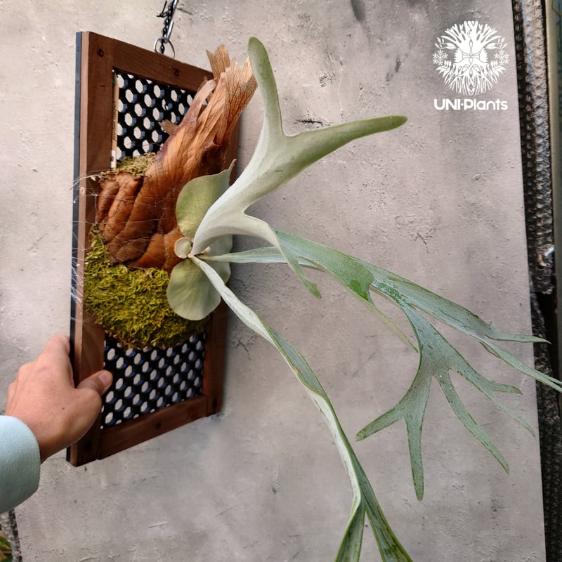 たーくん】ビカクシダ ピューチャン 保管 楽天市場】(現品) ビカクシダ