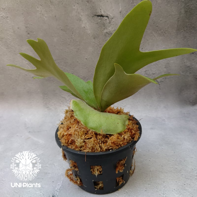 Platycerium willinckii white angel ビカクシダ ウィリンキー Platycerium willinckii white angel ビカクシダ ウィリンキー
