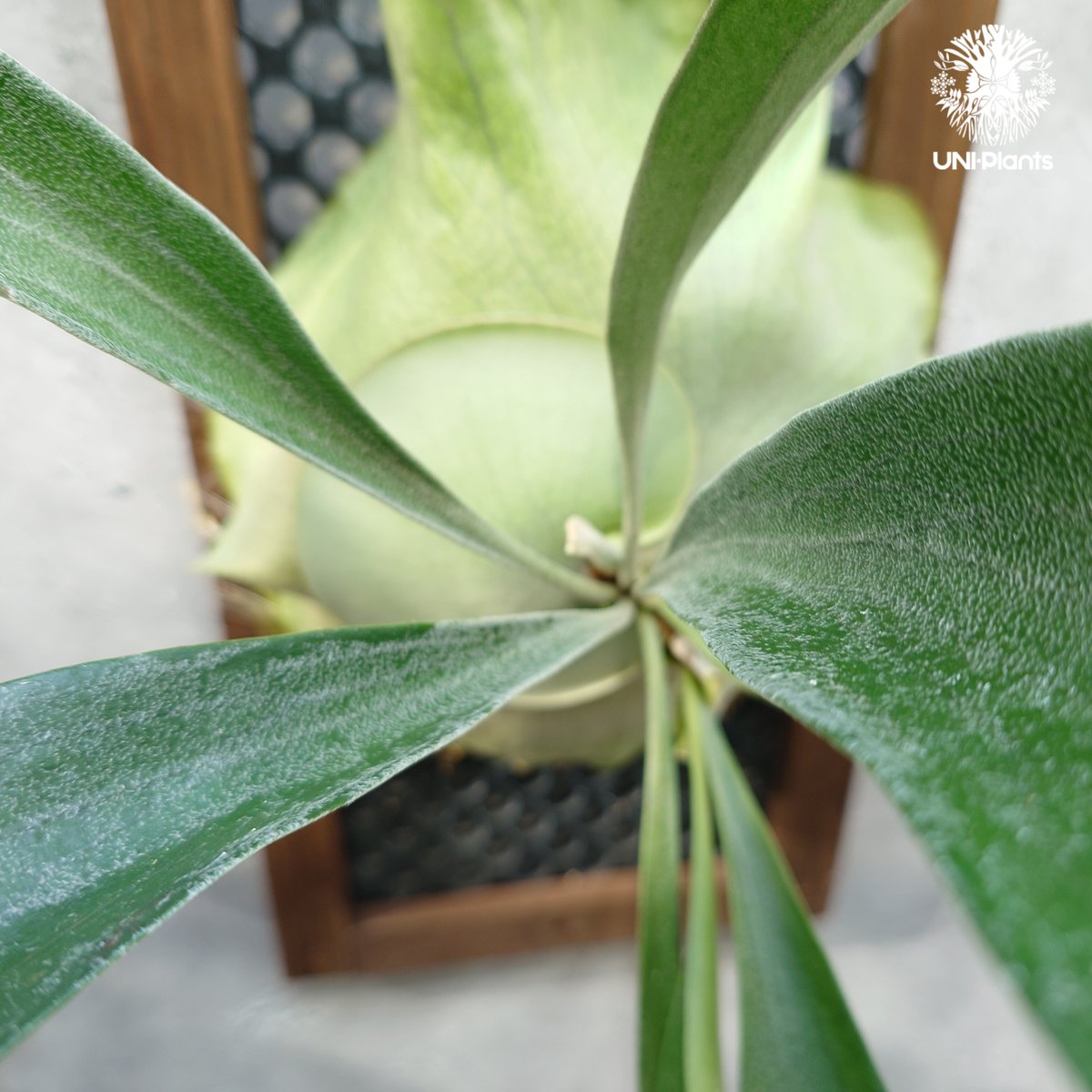 ビカクシダ アルシコルネ Platycerium alcicorne ビカクシダ原種 シダ