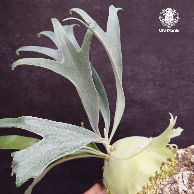 Platycerium Rydeen ビカクシダ ライディーン ビカクシダ Platyceri