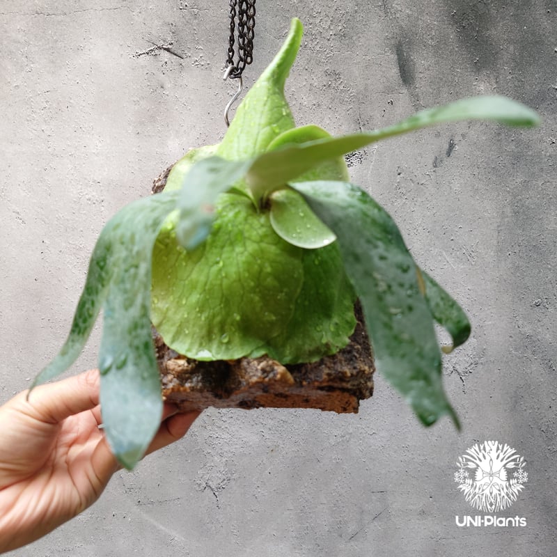 ビカクシダ アルテミス Platycerium Artemis (Alcicorne x Qu
