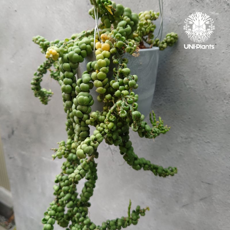 Dischidia nummularia Dragon jade ディスキディア ヌンムラリ