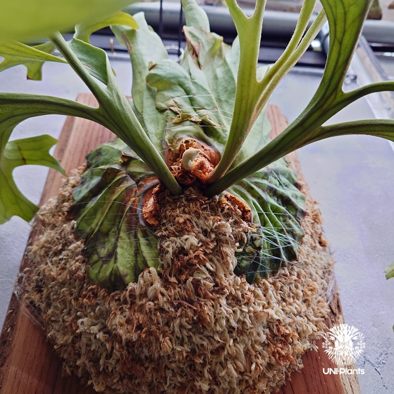 大株 Platycerium Mt.kitshakood Narrow ビカクシダ キッチャ