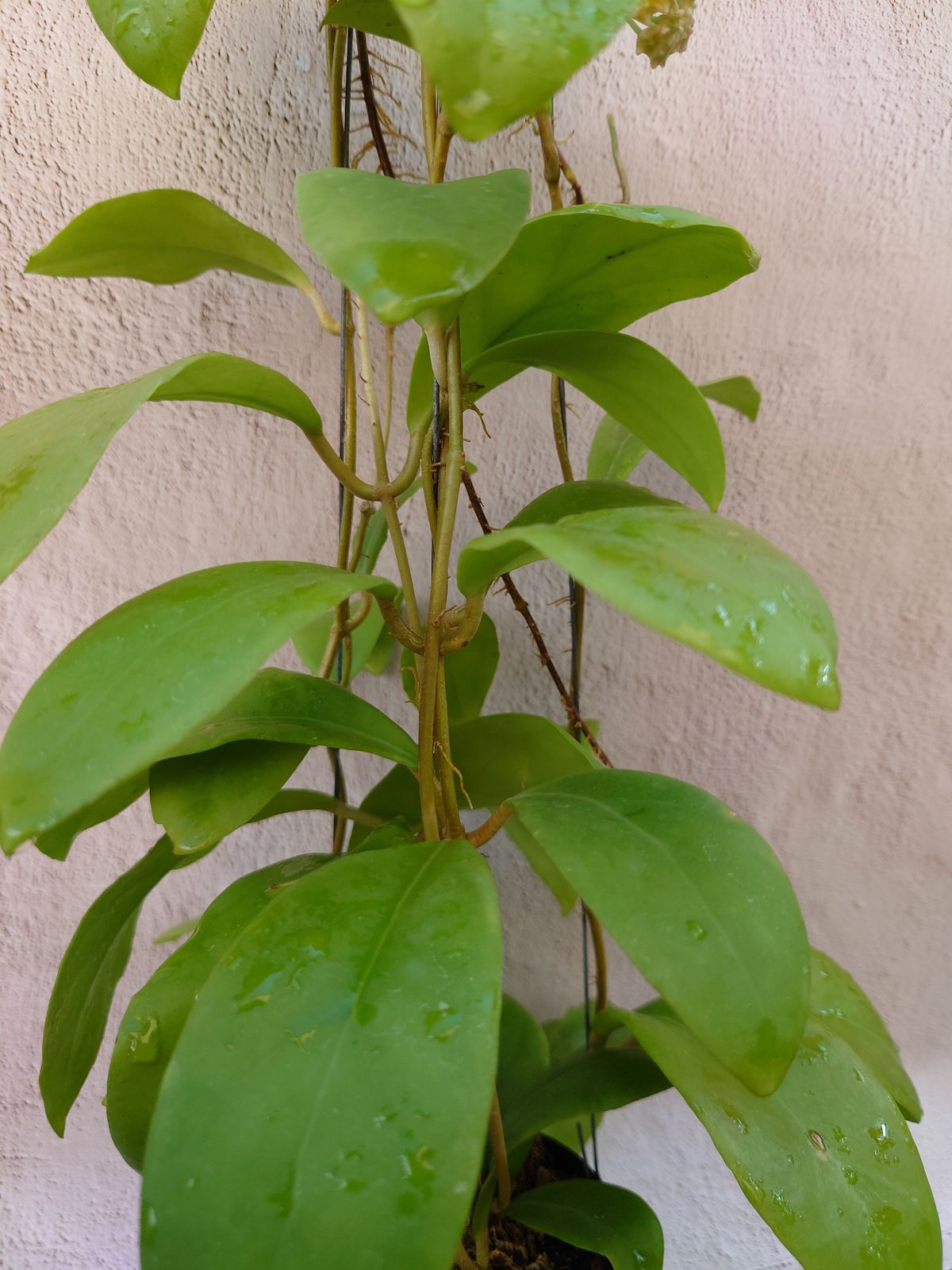 希少! Hoya mindorensis pink ホヤ ミンドレンシス ピンク 限定