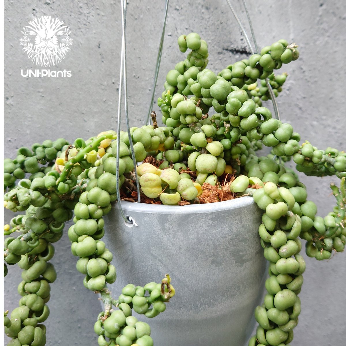 Dischidia nummularia Dragon jade ディスキディア ヌンムラリ