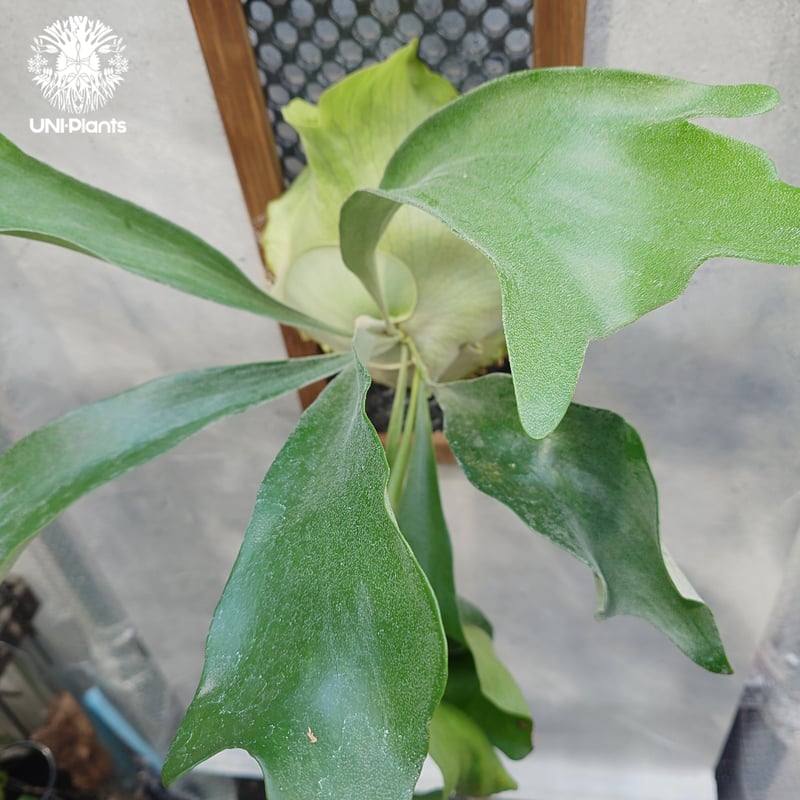 ビカクシダ アルシコルネ Platycerium alcicorne ビカクシダ原種 シダ