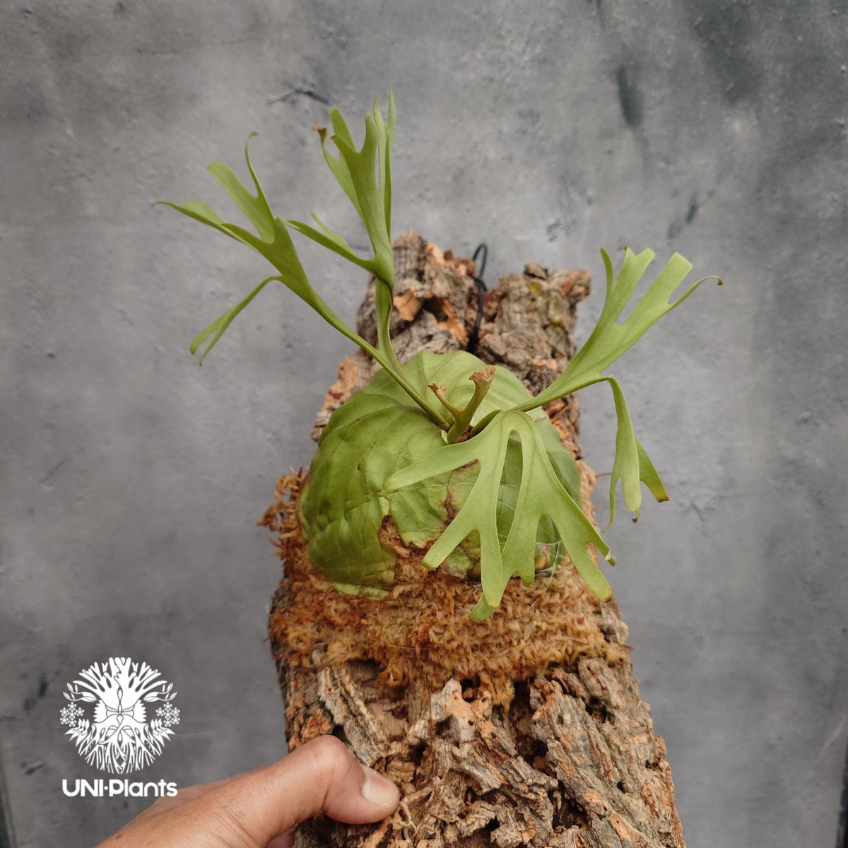 Platycerium ridleyi Pakarang ビカクシダ リドレイ パカラン
