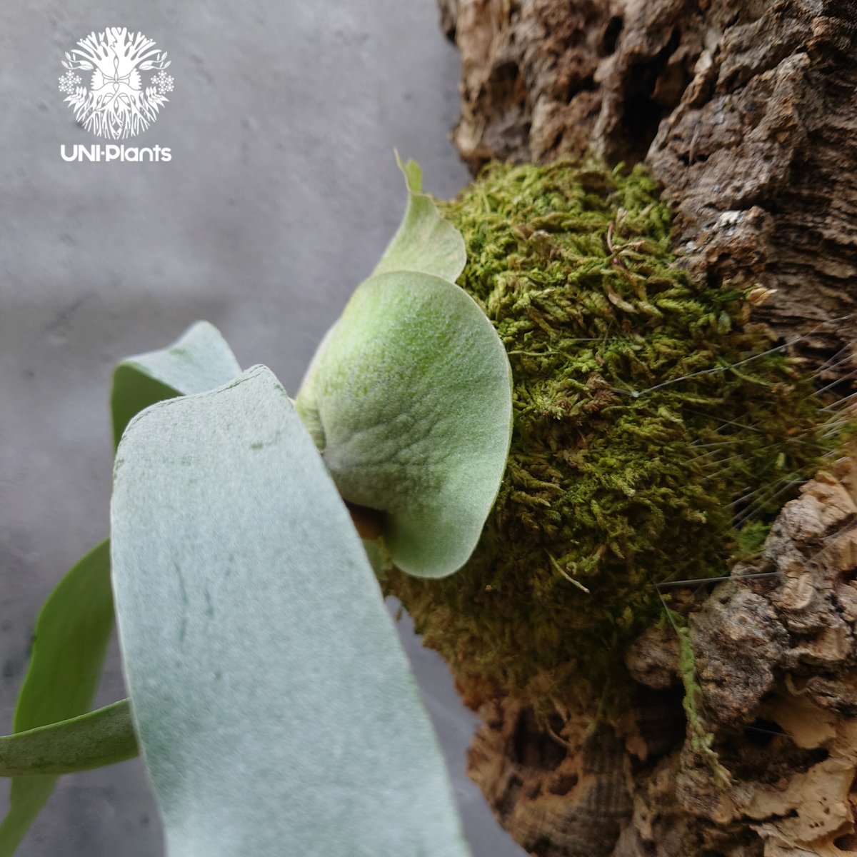 Platycerium Foongsiqi ビカクシダ フーンシキ ビカクシダコルク