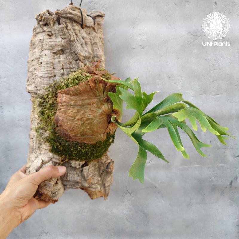 Platycerium coronarium Thin ビカクシダ コロナリウム シン ビカク