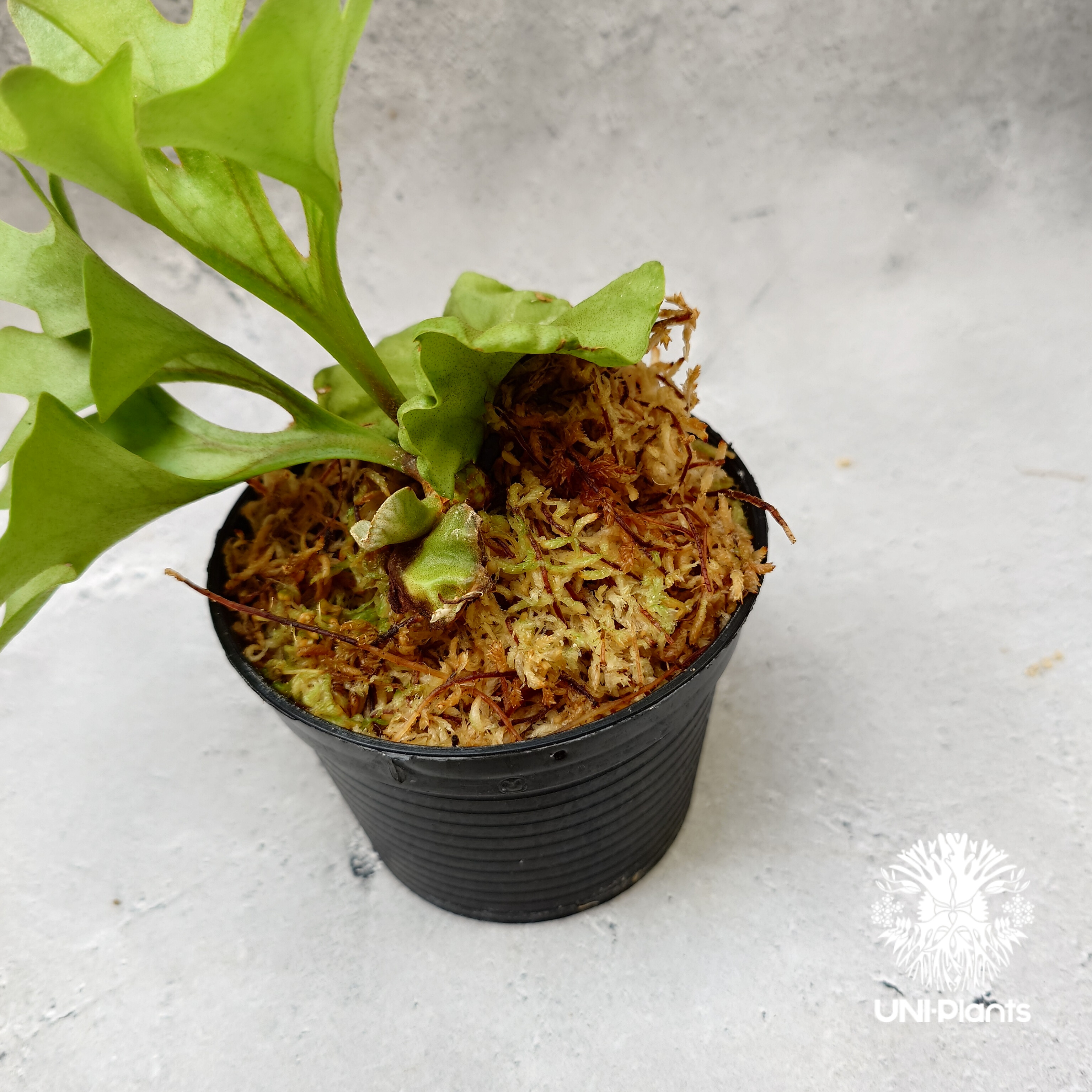Platycerium ridleyi dwarf ビカクシダ ビカクシダ リドレイ ドワーフ Platycerium ridleyi Dwarf コウモリ