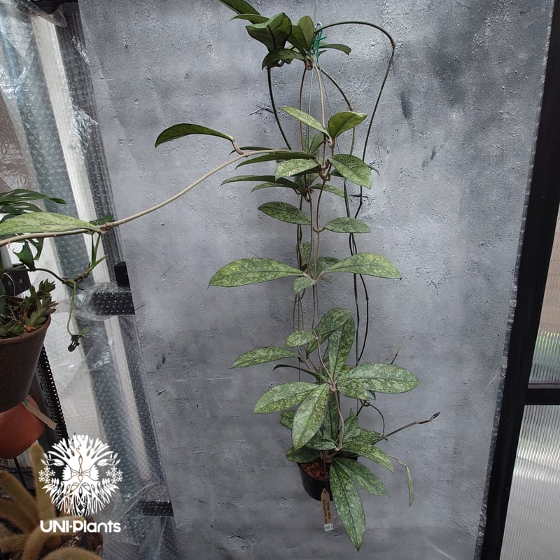 Hoya Crassipetiolata super splash ホヤ クラシペティオラータ