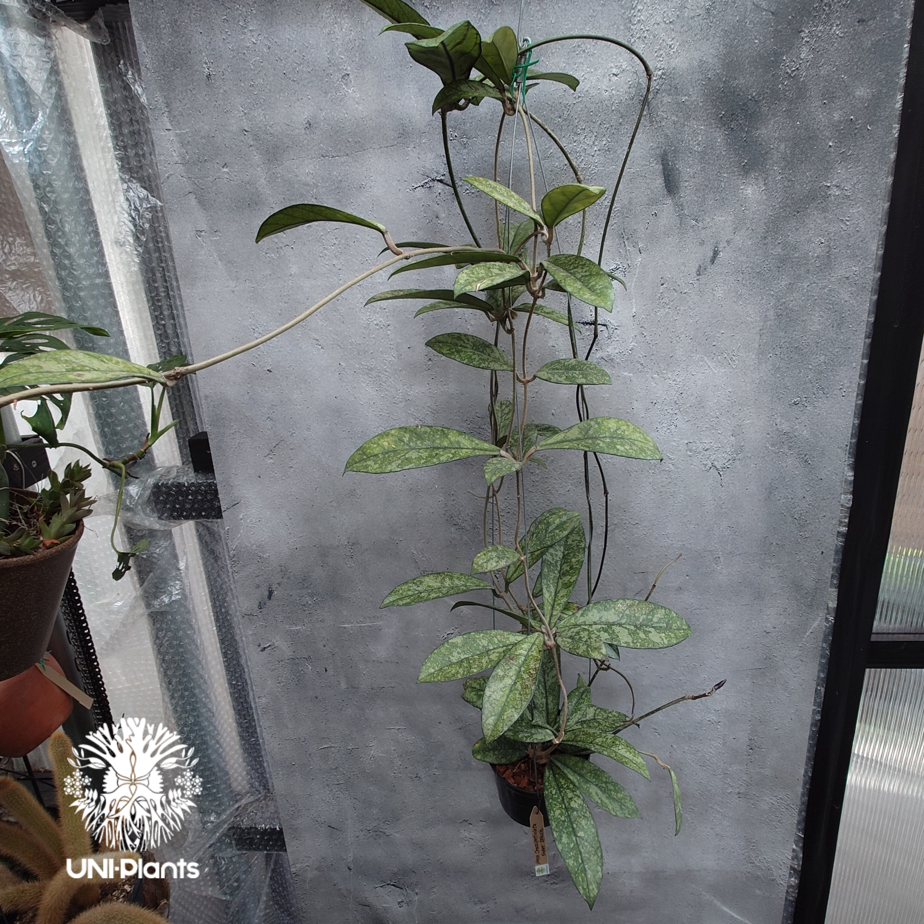 Hoya Crassipetiolata super splash ホヤ クラシペティオラータ
