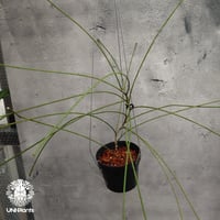 Hoya spartioides ホヤ スパルティオイデス ホヤ植物 ホヤの花 Hoya Plants 珍しい 希少