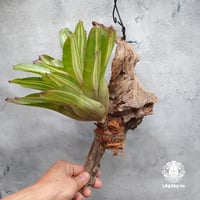 Neoregelia Chili verde ネオレゲリア Neoregelia ブロメリア科ネオレゲリア属 着生アレンジ仕立て