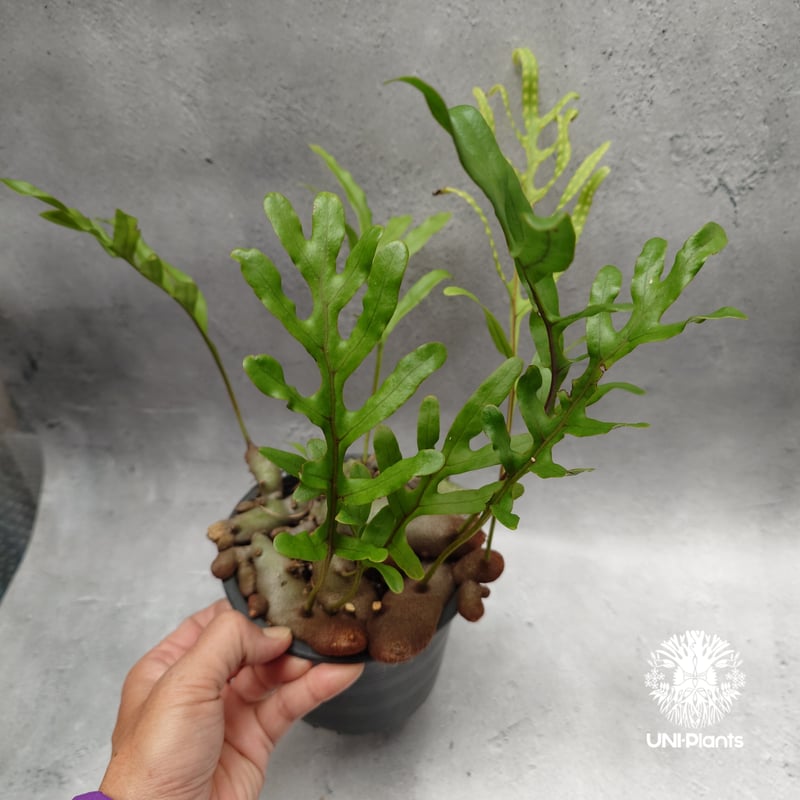 Lecanopteris crustacea narrow レカノプテリス クルスタセア ナロ