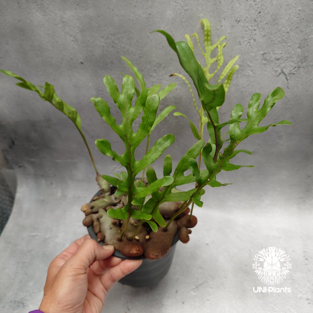 Lecanopteris crustacea narrow レカノプテリス クルスタセア ナロ