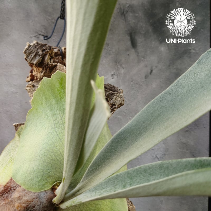 ビカクシダ ベイチー シルバーフロンド Patycerium veitchii cv. Sil