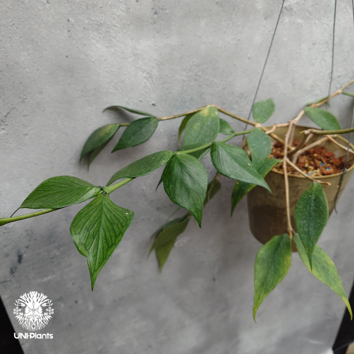 Hoya Polyneura ホヤ ポリネウラ ホヤフィッシュボーン ホヤ植物 ホヤ
