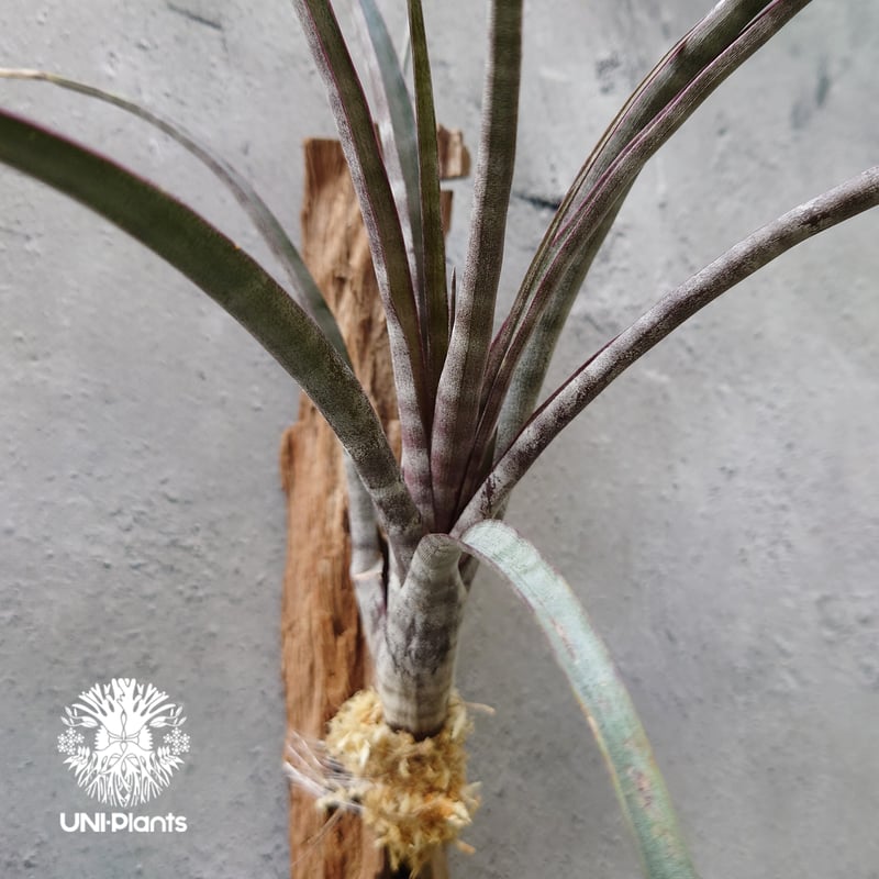 Tillandsia ヒルタ Tillandsia hildae チランジア ヒルダエ インテリア植物 エアー