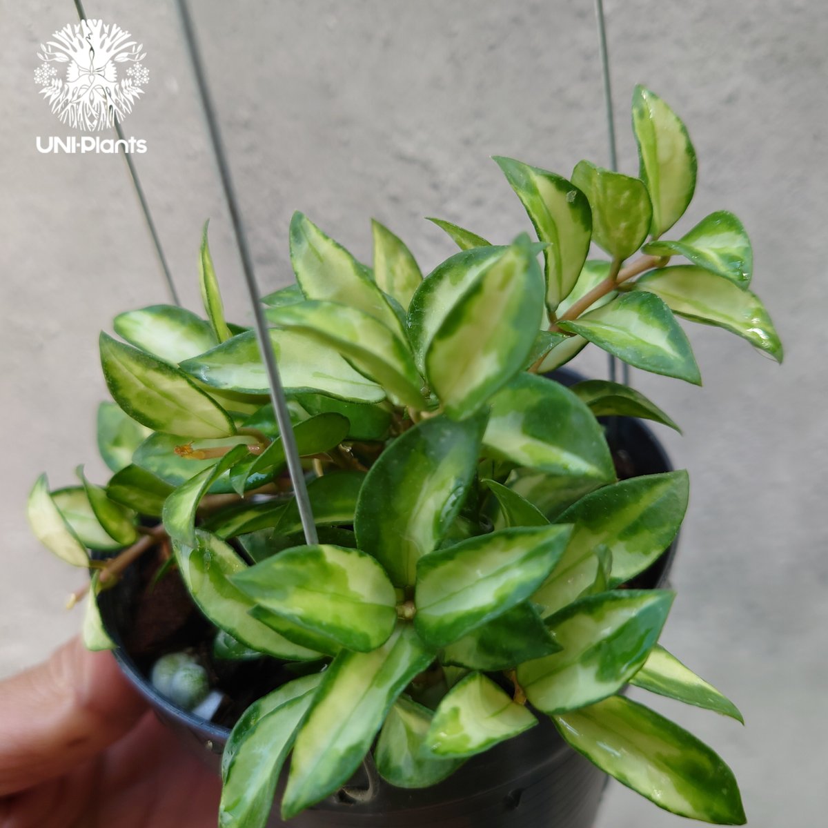 No.3＊Hoya ＊ ホヤ ＊ ラクノーサ ＊ lacunosa Bruno Hoya Lacunosa Bruno ホヤ ラクノーサ ブルーノ 斑入り ホヤ植物