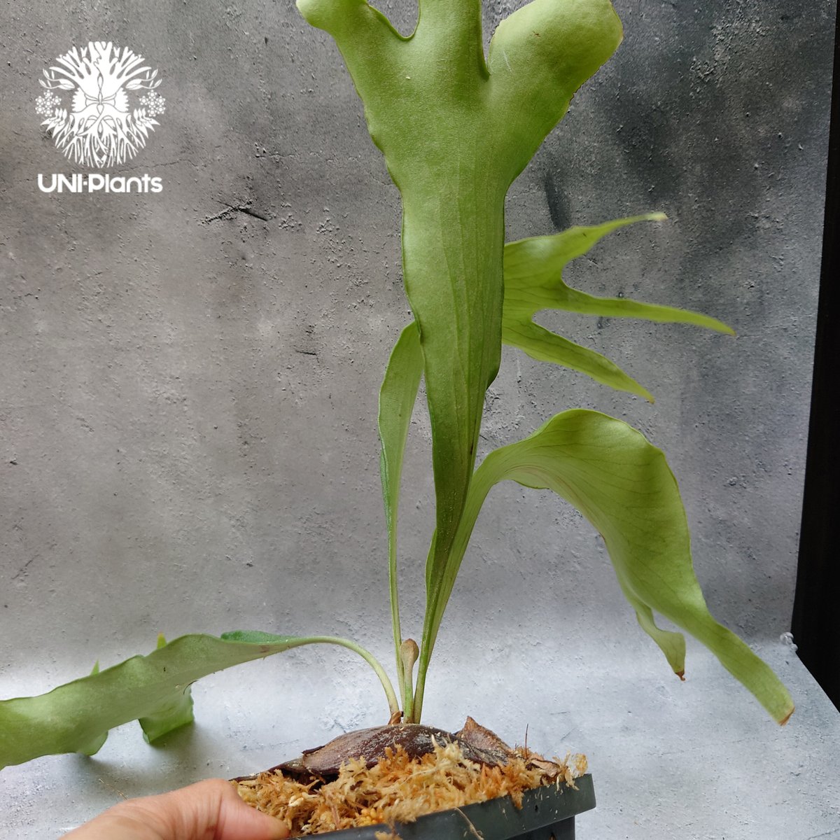 Platycerium hillii cv. Min Min (pup) ビカクシダ ヒリー Platycerium hillii cv. Min Min (pup) ビカクシダ ヒリー