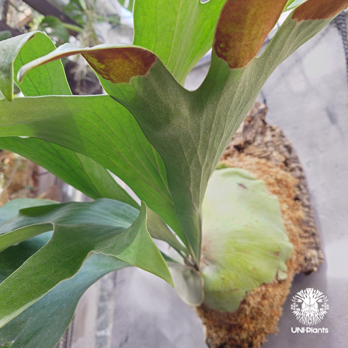 Platycerium hillii wild ビカクシダ ヒリー ワイルド株