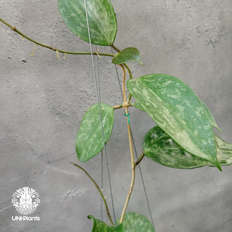 Hoya latifolia Snow Queen（M） ホヤ ラティフォリア スノー クイー