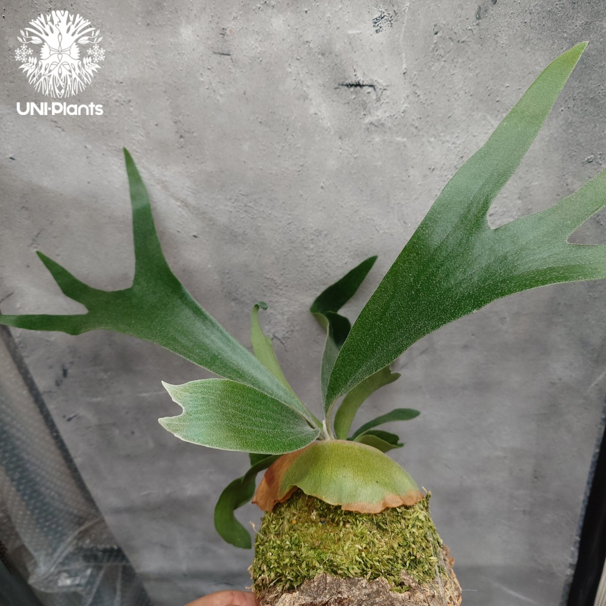 ビカクシダ　ミックススポア Platycerium sp.(mix spore) ビカクシダ ミックススポア ビカクシダ