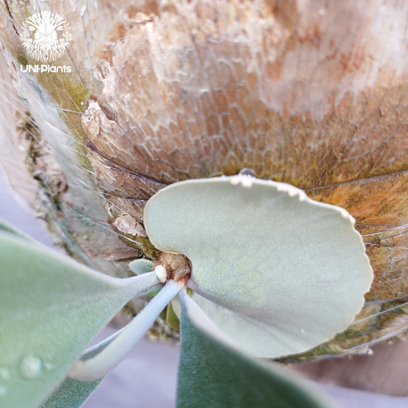 ビカクシダ ベイチー(子株) Platycerium veitchii(pup) コウモリラン