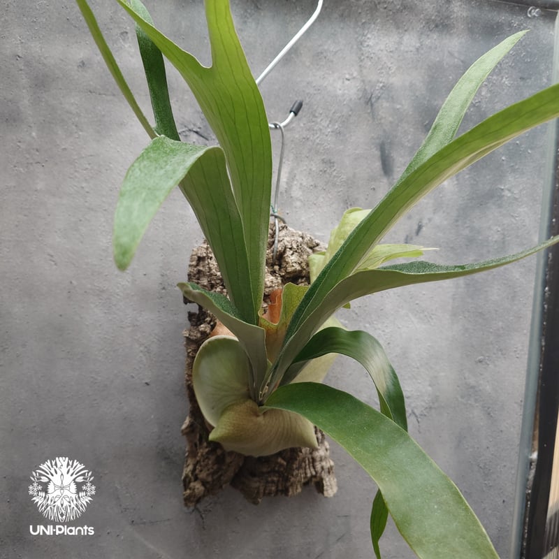 Platycerium Mt.Lewis（pup）ビカクシダ マウントルイス シダ植物