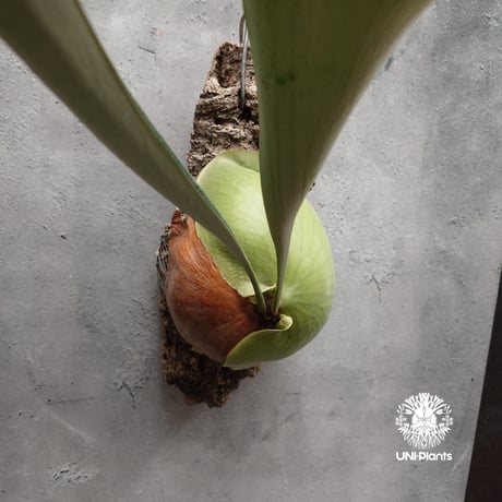 Platycerium small farn ビカクシダ スモールファーン ×エリシー シダ植物 ビカクシダコルク付け 着生植物