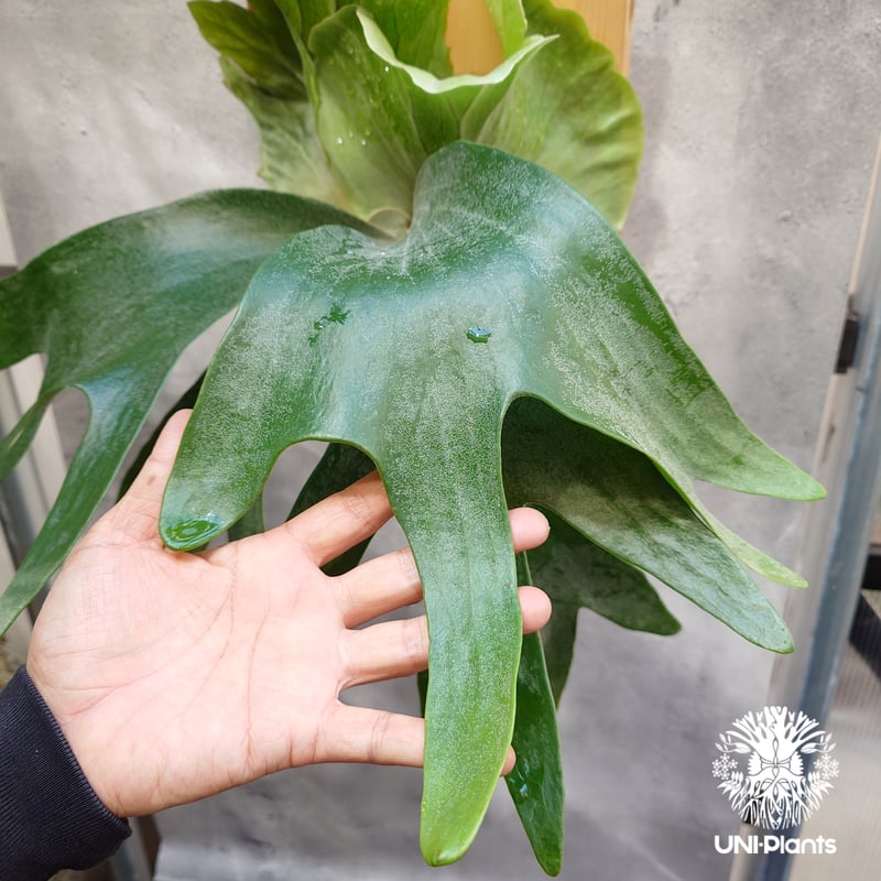 ビカクシダ　ヒリーIVAスポア 奇怪な植物、、、😂 IVA from @chan317 #hillii #hilliiには夢が