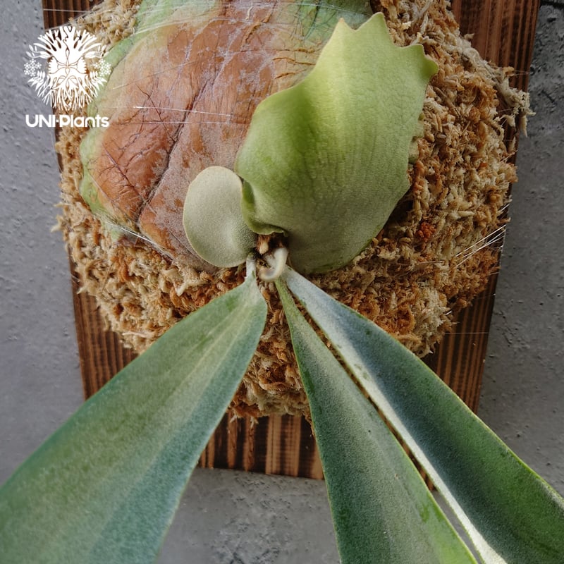 初入荷! ビカクシダ ピューチャン Platycerium pewchan コウモリラン