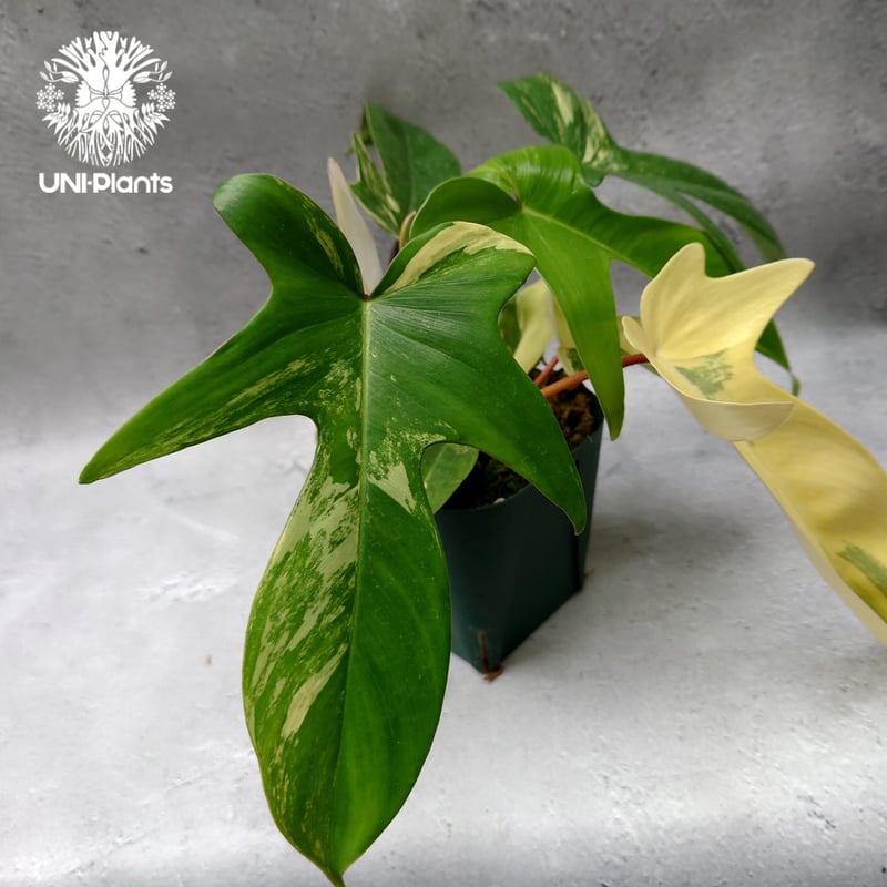 Philodendron Florida beauty variegated フィロデンドロ