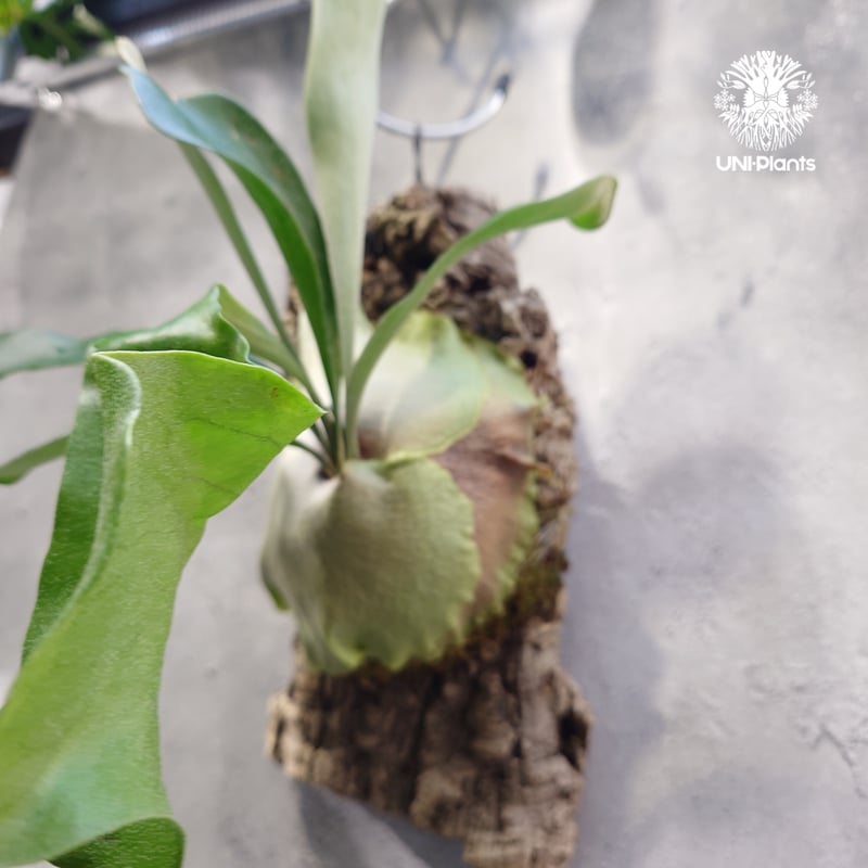 ビカクシダ アルシコルネ Platycerium alcicorne ビカクシダ原種 シダ