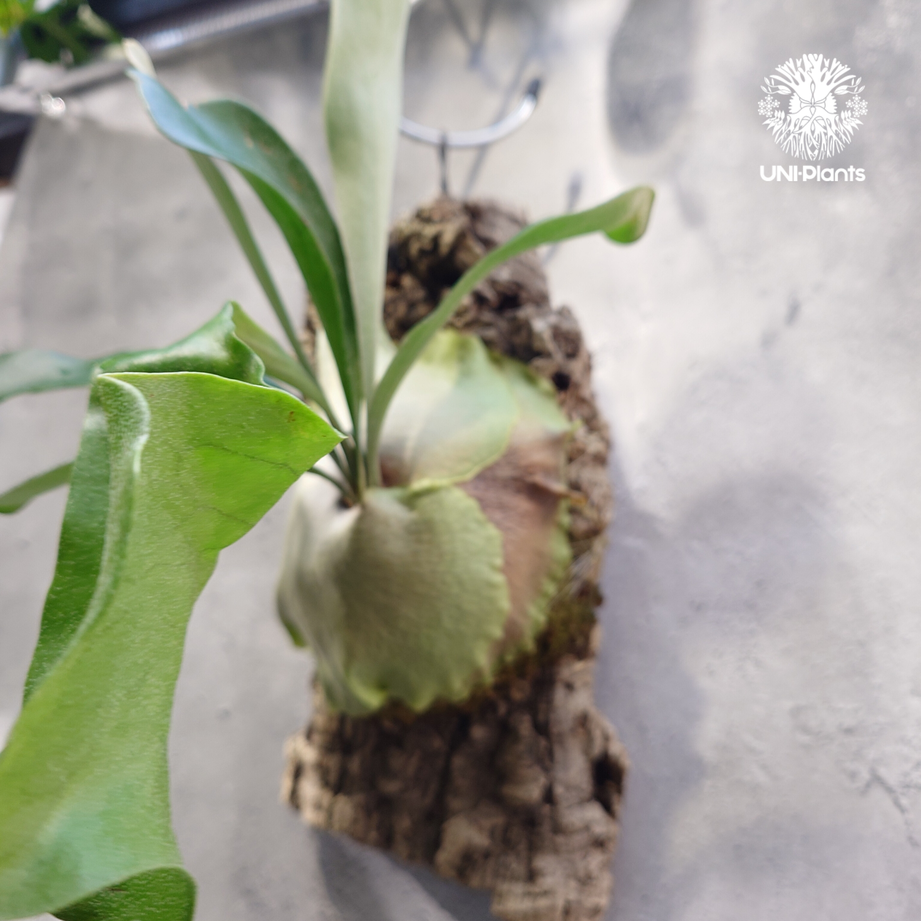 ビカクシダ アルシコルネ Platycerium alcicorne ビカクシダ原種 シダ