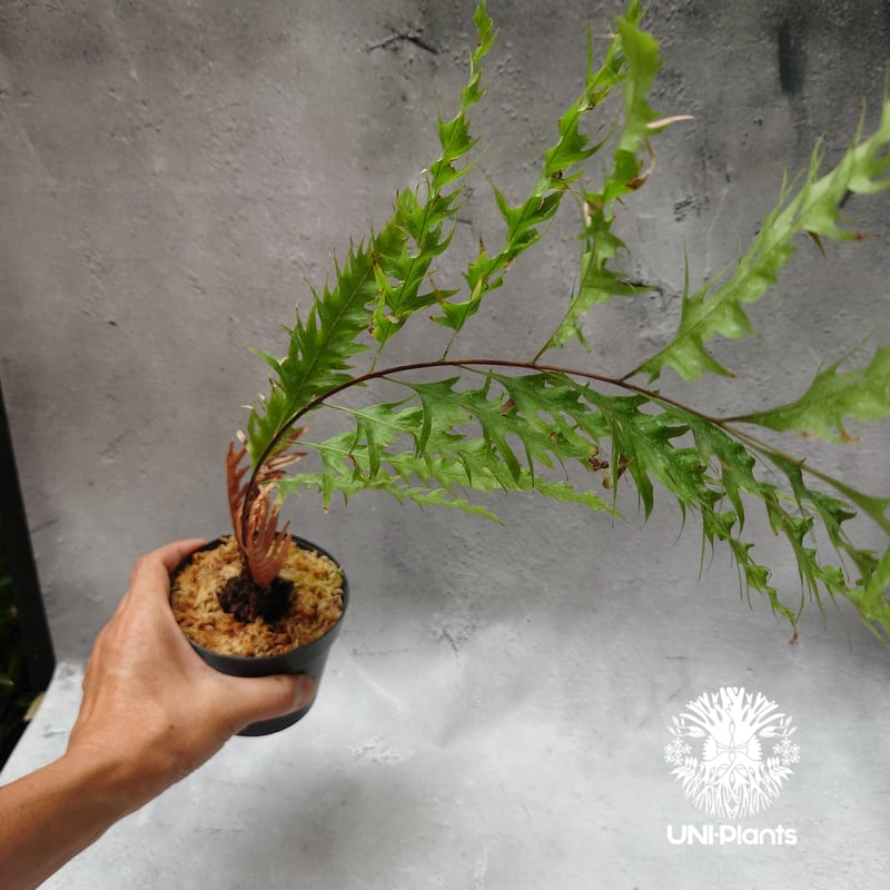 Drynaria rigidula `whitei' ドリナリア·リギデュラ'ホワイティ' 観