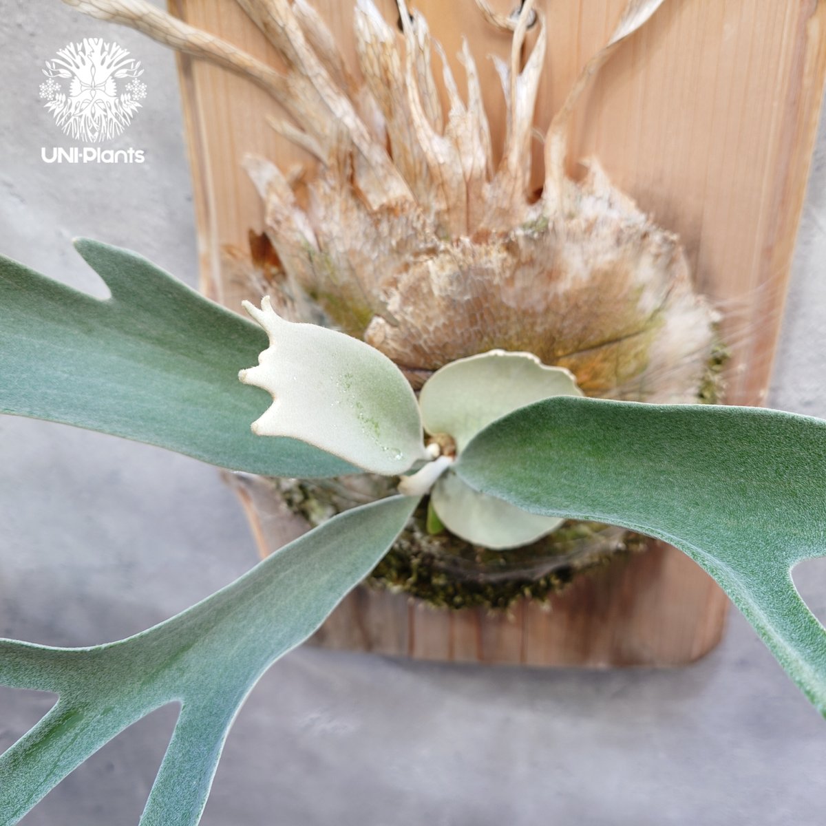 ビカクシダ ベイチー(子株) Platycerium veitchii(pup) コウモリラン