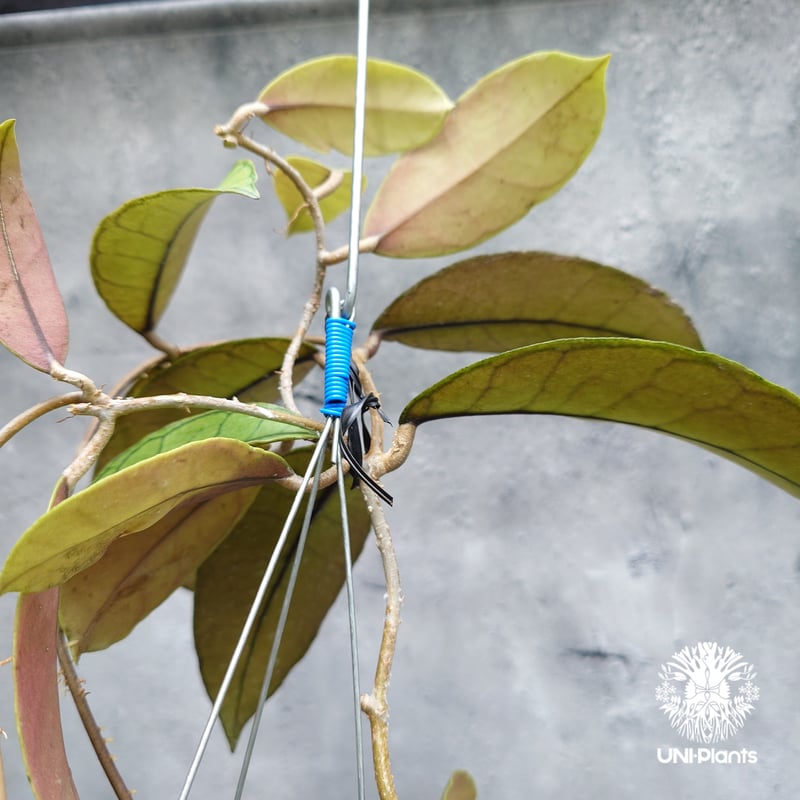 Hoya Gunung gading ホヤ グヌンガディング ホヤ植物 ホヤの花 Hoya p