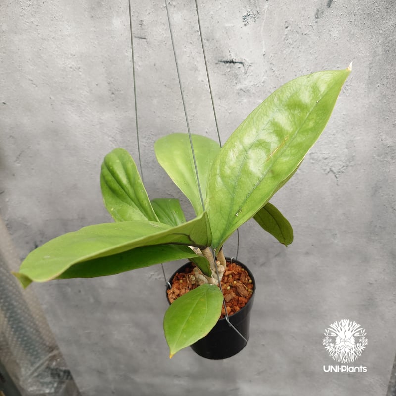Hoya Lambii ホヤ ランビー ホヤ植物 ホヤの花 Hoya Plants 珍しい 希