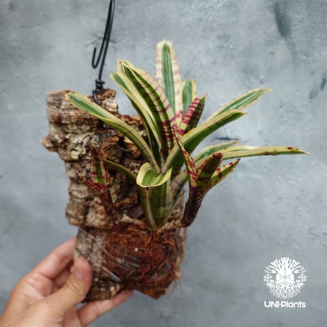 Neoregelia Red Bull ネオレゲリア レッドブル ネオレゲリア Neoregelia ブロメリア科ネオレゲリア属 着生コルクアレンジ