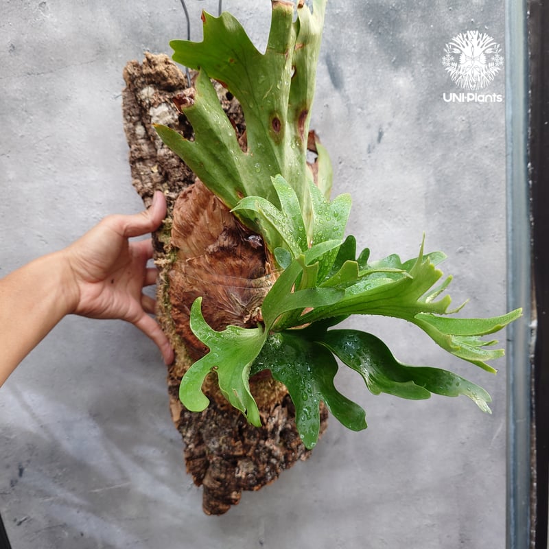 Platycerium coronarium Thin ビカクシダ コロナリウム シン ビカク