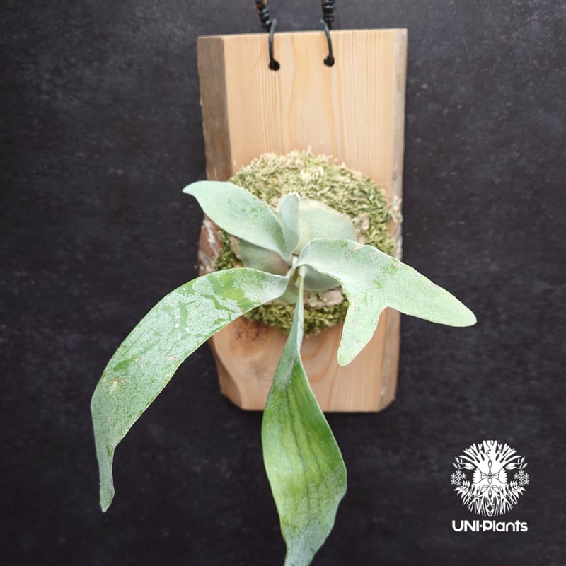 Patycerium veitchii wild ビカクシダ ベイチー ワイルド コウモリラン