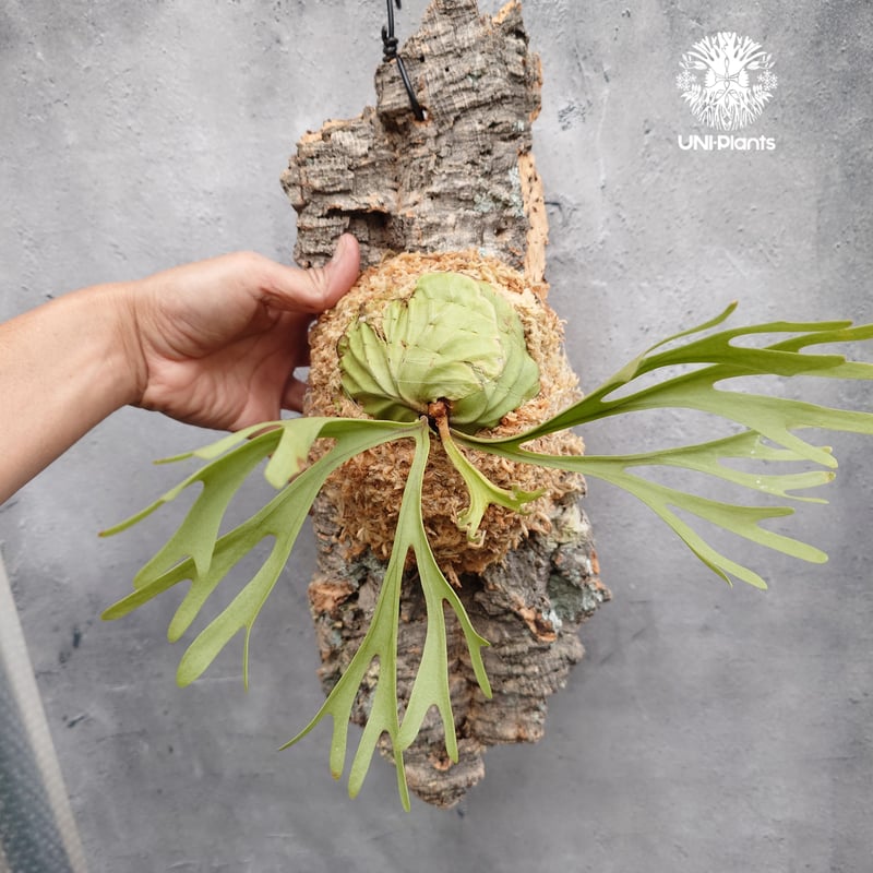 Platycerium ridleyi Pakarang ビカクシダ リドレイ パカラン