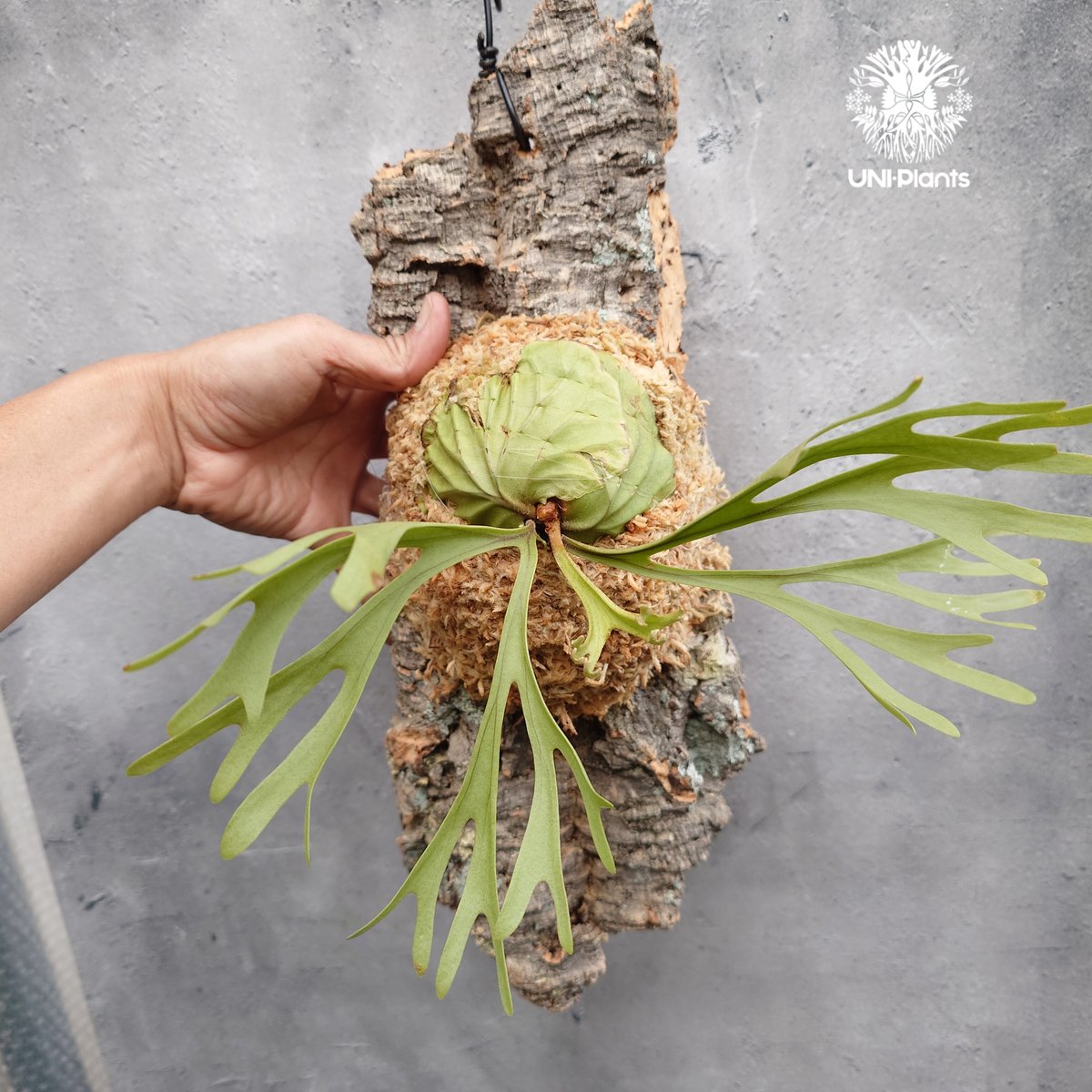 Platycerium ridleyi Pakarang ビカクシダ リドレイ パカラン