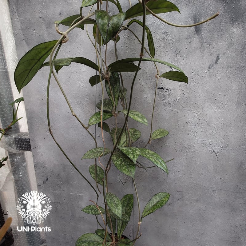 Hoya Crassipetiolata super splash ホヤ クラシペティオラータ